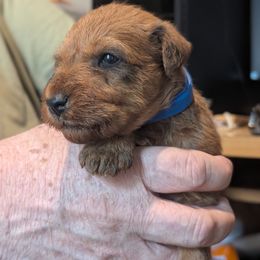 Blue Boy - Red Irish Terrier puppy in Vancouver, Washington from Geordan Irish Terriers