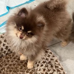 Dasher - Chocolate Pomeranian puppy in Brentwood, California from Royalpawpoms