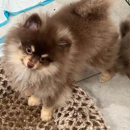 Dasher - Chocolate Pomeranian puppy in Brentwood, California from Royalpawpoms