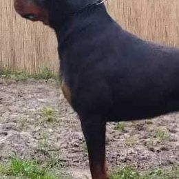 French Bulldogs and Rottweilers from Post Farm Rottweilers & French Bulldogs