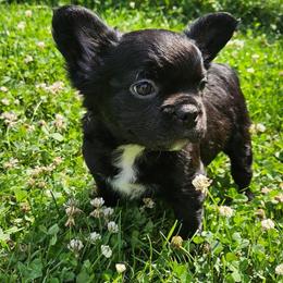 Clair de lune ( Fluffy) - Black and white female French Bulldog puppy in Bend, Oregon from High Lakes Frenchies