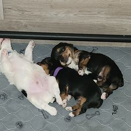 Yorkshire Terrier Puppies from Parti Time Yorkies Indy