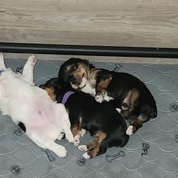 Yorkshire Terrier Puppies from Parti Time Yorkies Indy