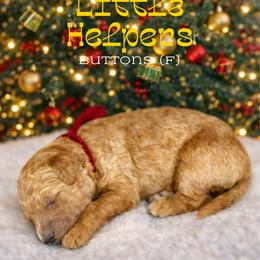 Buttons - Apricot female Goldendoodle puppy in Houston, Texas from Golden Life Doodles
