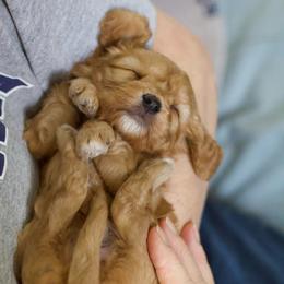 Rose - Red female Cavapoo puppy in Springtown, Texas from North Texas Puppies