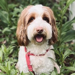 Charlotte - Australian Labradoodle