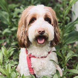 Charlotte - Australian Labradoodle