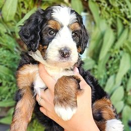 Bernedoodles, Cockapoos, and Goldendoodles from Macy Meadows Doodles