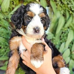 Bernedoodles, Cockapoos, and Goldendoodles from Macy Meadows Doodles