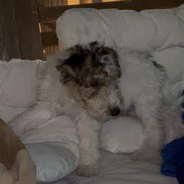 Zoran - White black and tan male Wire Fox Terrier puppy in Holly Springs, North Carolina from Adrianna's Wire Fox Terriers