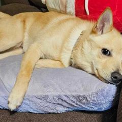 Mateo - Cream Schipperke puppy in Alcester, South Dakota from Fischer Kennels