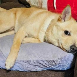 Mateo - Cream Schipperke puppy in Alcester, South Dakota from Fischer Kennels
