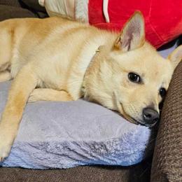 Mateo - Cream Schipperke puppy in Alcester, South Dakota from Fischer Kennels