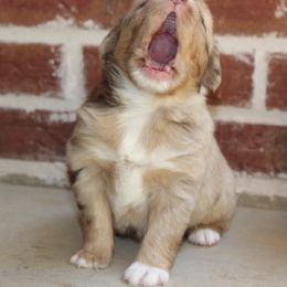 Miniature Australian Shepherd and Toy Australian Shepherd Puppies from TK Mini & Toy Aussies