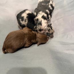 Merle girl - Blue merle female Pomeranian puppy in Moody, Texas from Luxury Pets of Central Texas