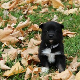 Lapponian Herder Puppies from Kuulas Kennels