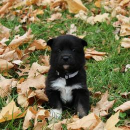 Lapponian Herder Puppies from Kuulas Kennels