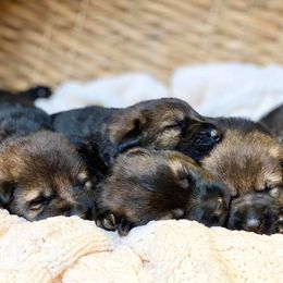 German Shepherds from Machtige Kennels