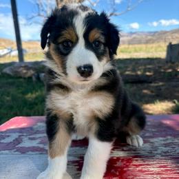 Scout - Black tri-color female Australian Shepherd puppy in Preston, Idaho from KC Bar Ranch Aussies