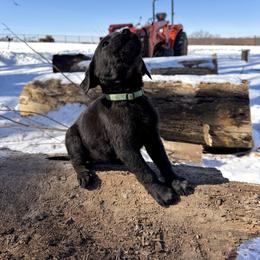 Teal boy - Black male Labrador Retriever puppy in Conway, Missouri from Ozark Mountain Kennel