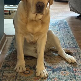 Labrador Retriever Puppies from Swinging Bridge Labrador Retrievers