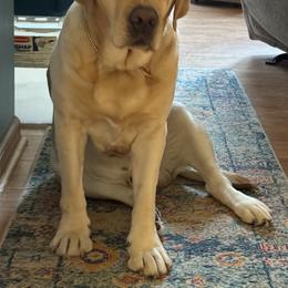Labrador Retriever Puppies from Swinging Bridge Labrador Retrievers