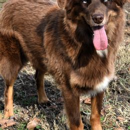 Keeper - Australian Shepherd