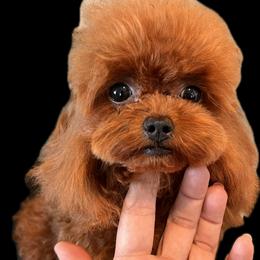 MinJin - Red  female Poodle puppy in Hilo, Hawaii from Premium Teacup Puppy of Hawaii