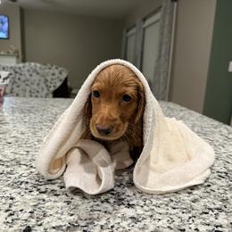 Hangman - Red male Dachshund puppy in Morristown, Tennessee from Hillside Hounds