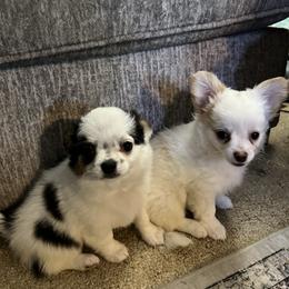 Chihuahua Puppies from Home Grown Chihuahuas From Iowa