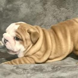 Bulldog Puppies from Bullgodz English Bulldogs