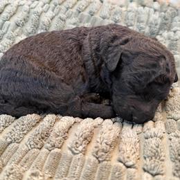 Mary - Parti female Labradoodle puppy in Bruceton Mills, West Virginia from Adonai Ra'ah Farms