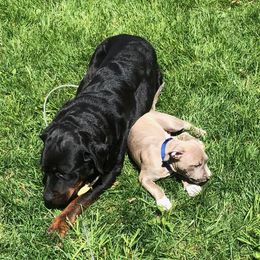 American Pit Bull Terrier Puppies from Kaotic APBTs