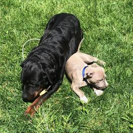 American Pit Bull Terrier Puppies from Kaotic APBTs