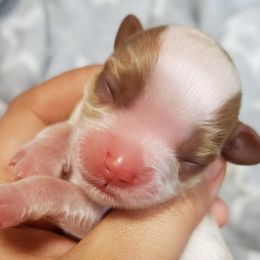 Cavalier King Charles Spaniel Puppies from Heritage Garden Cavaliers