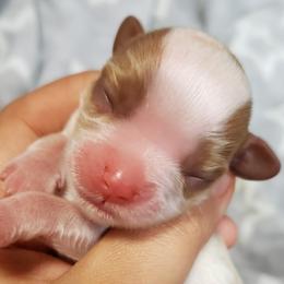 Cavalier King Charles Spaniel Puppies from Heritage Garden Cavaliers