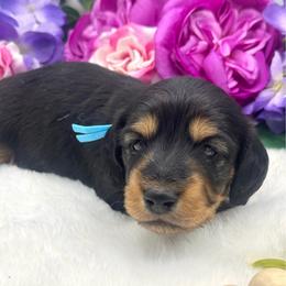 Harris - Black and cream male Dachshund puppy in Exeter, California from Sawtooth Miniature Dachshunds