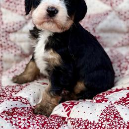 Eleven- Turquoise collar girl - Tri-color female Bernedoodle puppy in Colorado Springs, Colorado from Mercy Mountain Bernedoodles