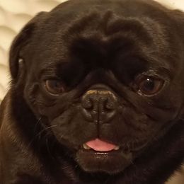 pep - Pug