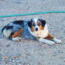 Esther - Australian Shepherd