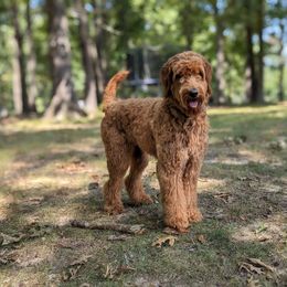 Bella Marie - Goldendoodle