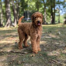 Bella Marie - Goldendoodle