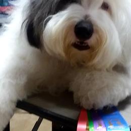 Old English Sheepdogs from Pettibone Old English Sheepdogs