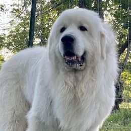 Great Pyrenees from Royal Oaks Pyrenees