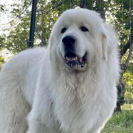 Great Pyrenees from Royal Oaks Pyrenees