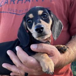 Waverly - Black and cream female Dachshund puppy in Fredonia, Arizona from Kaibab Dachshunds