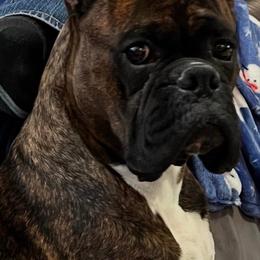 Boxer All Grown Up from JM Legacy Boxers