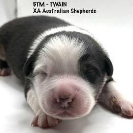 Twain - Black tri-color male Australian Shepherd puppy in Gowen, Michigan from XA AUSTRALIAN SHEPHERDS