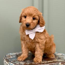 Grey collar RAD - Apricot male Goldendoodle puppy in Salem, Utah from Aspen Doodles