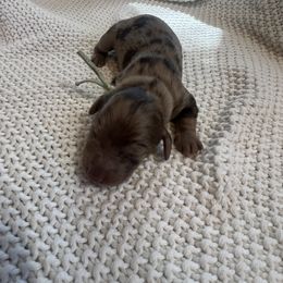 Cockapoo and Dachshund Puppies from Cochran's Cockapoo's